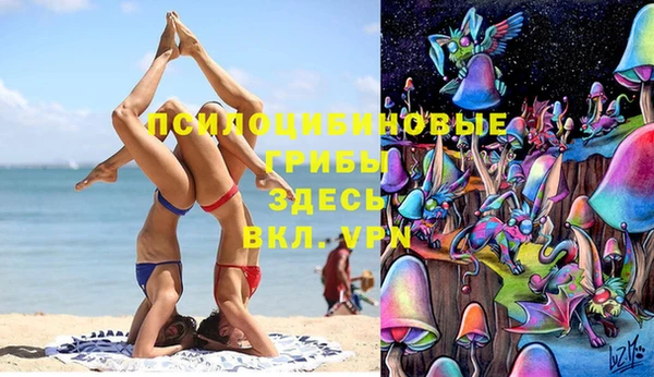 стаф Алзамай